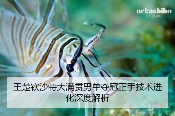 王楚钦沙特大满贯男单夺冠正手技术进化深度解析
